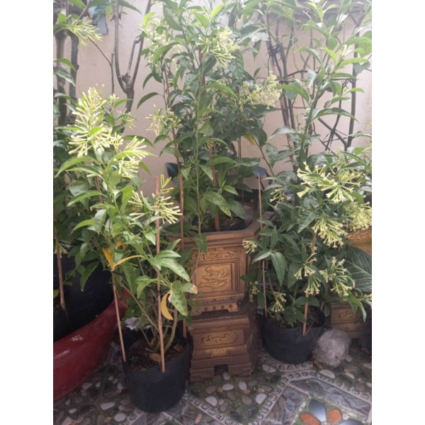 Cây dạ lý hương