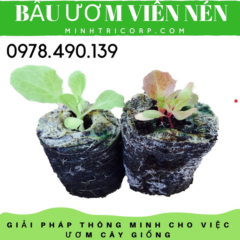 100 Viên Nén Ươm Hạt [Tặng Hạt Giống]