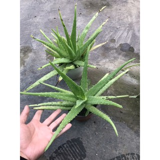 cây nha đam trồng chậu
