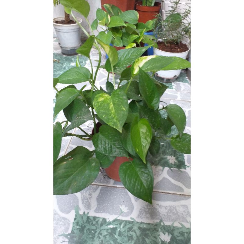Chậu cây trầu bà.