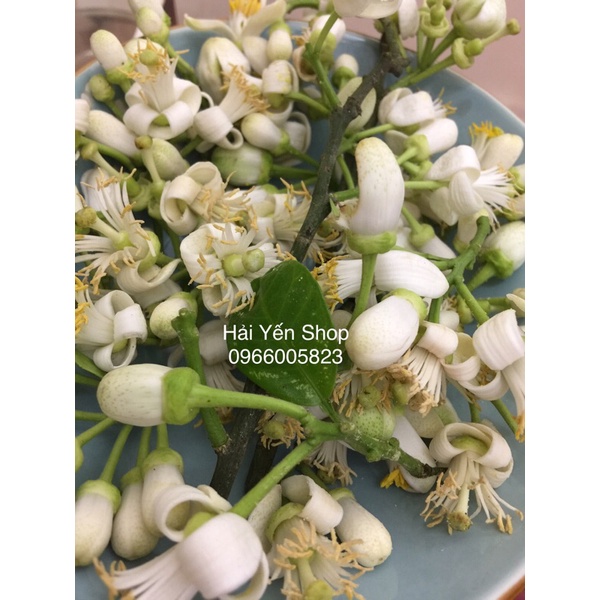 1Kg Hoa Bưởi Diễn siêu thơm Tươi sạch trên cây đặt mới cắt