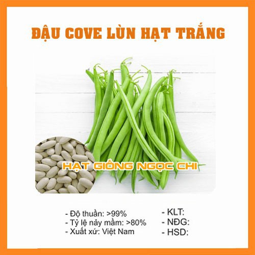 Hạt Giống Đậu Cove Lùn Hạt Trắng - 50Gr