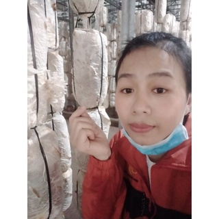 PHÔI NẤM BÀO NGƯ (NẤM SÒ)