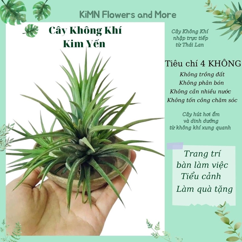 Cây không khí Thái Lan Kim Yến, cây cảnh mini để bàn