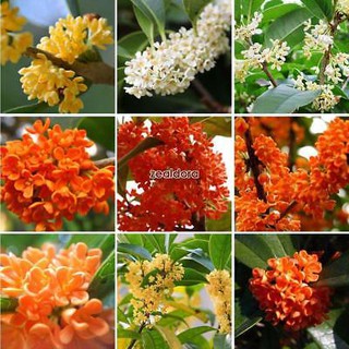 Hạt giống hoa Mộc Quế, hoa Mộc hương, mộc tê 10 hạt Osmanthus fragrans seeds