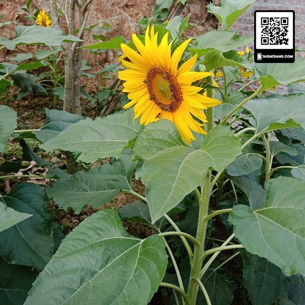 Hạt giống hoa hướng dương cao