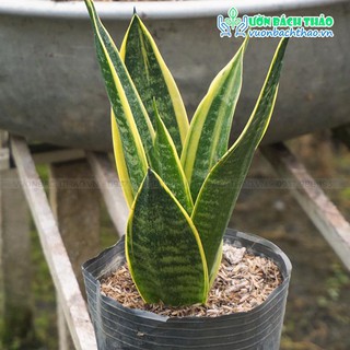 Cây lưỡi hổ thái (nhiều kích cỡ)