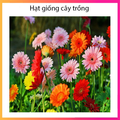 Hạt giống hoa cúc đồng tiền nhiều màu F1