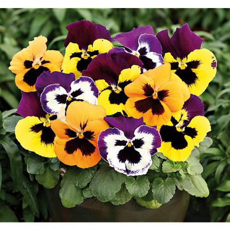 Hạt giống hoa pansy mix Viola - 100 hạt