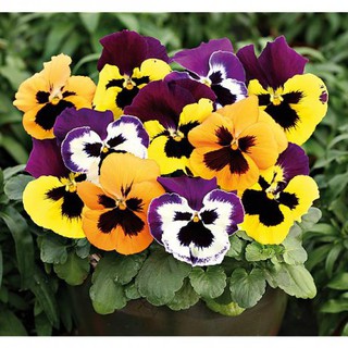 Hạt giống hoa pansy mix Viola - 100 hạt