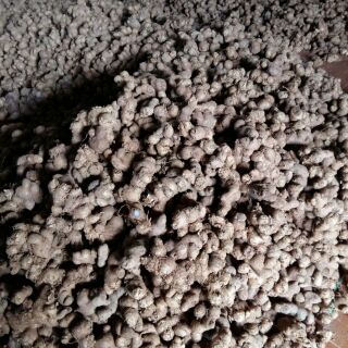 (1kg) Gừng đen - ngải đen - black ginger