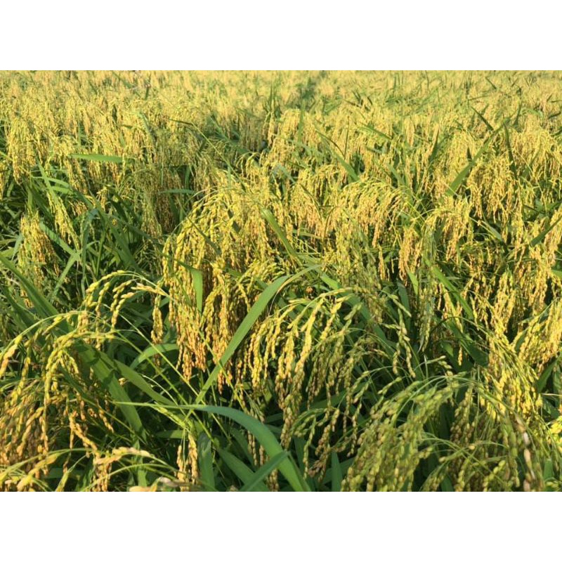 Hạt giống lúa nếp nương túi 500g