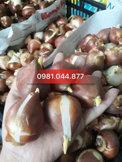 (GIỐNG HÀ LAN) củ hoa tulip