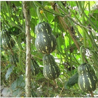 Hạt giống bí hạt đậu lai f1 - 2gram