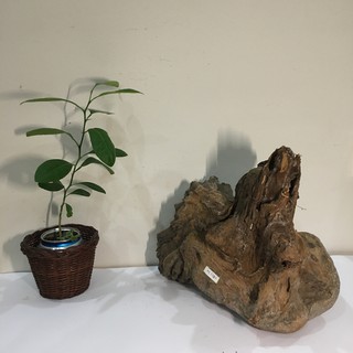 Nu lũa cảnh, gỗ lũa bon sai, tiểu cảnh, bán cạn