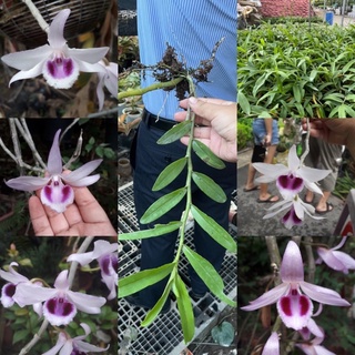 2 Kie phong lan phi điệp tự ươm 15-25 cm