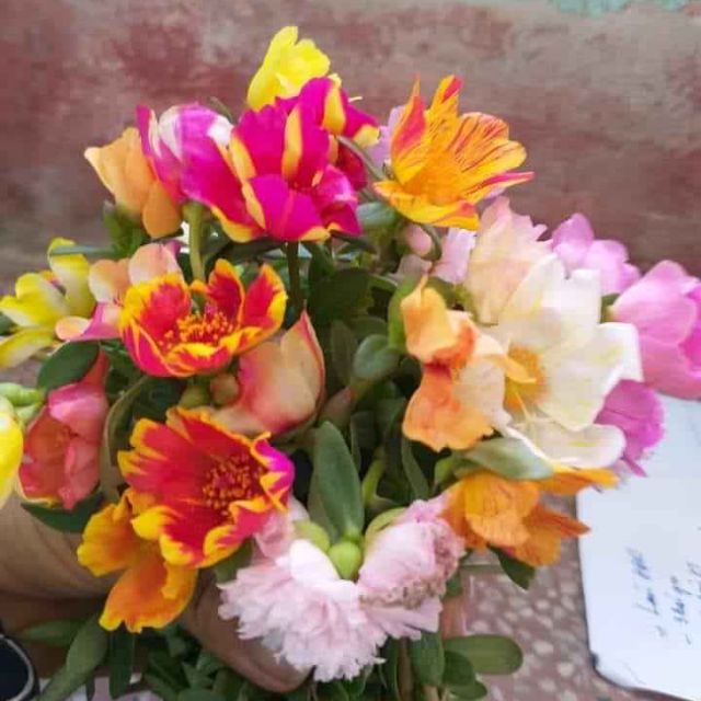 Hoa sam nhiều màu