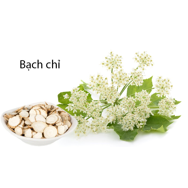 Bột Bạch Chỉ
