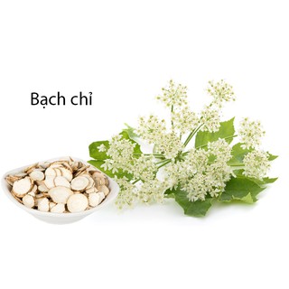Bột bạch chỉ nguyên chất dưỡng da