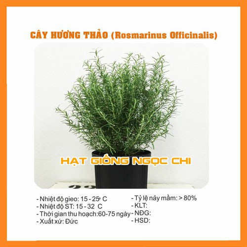 Hạt Giống Cây Hương Thảo - 20 Hạt