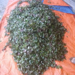 Chè dây( chè Tuyết) cao nguyên Sìn Hồ