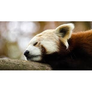 Ống kính Nikon AF-S 70-300mm f/4.5-5.6 G ED VR, Mới 98%