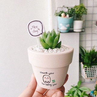 Sen đá MIX CHẬU VẼ để bàn