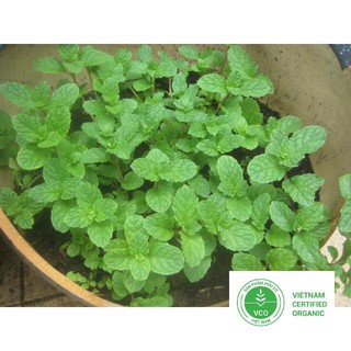 0.1g Hạt giống Húng bạc hà (húng lủi) (tặng gói Kích nẩy mầm và Hướng dẫn) THUTHUY