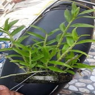 GIá sốc -- Hoa phong lan- hoàng thảo kèn+ 700g phân thỏ hữu cơ