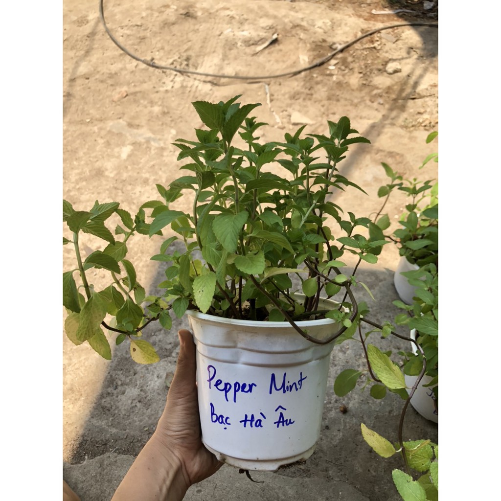 Chậu cây Bạc Hà Âu - Pepper Mint [Đã bật Hoả Tốc]