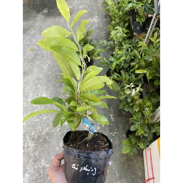 Mai cúc Phượng  cây mai vàng đột biến