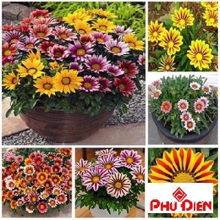 Hạt giống hoa cúc huân chương PHÚ ĐIỀN