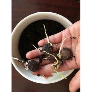 5 hạt giống hoa tử đằng