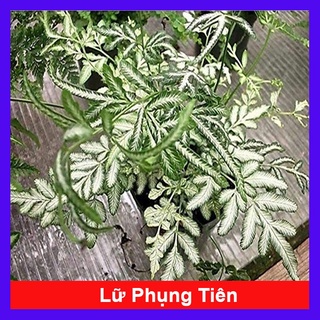 Cây lữ phụng tiên - Cây cảnh để bàn - caykiengsadec