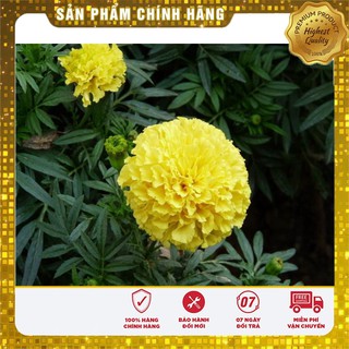 Hạt Giống Cúc vạn thọ Mỹ