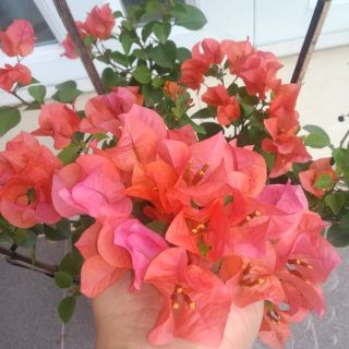 Cây Hoa giấy (màu cam) siêu hoa