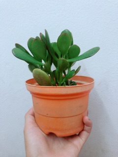Chậu Ngọc Bích