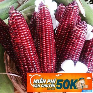 30 Hạt giống bắp ngô nữ hoàng đỏ MPVC LuckyseadTG