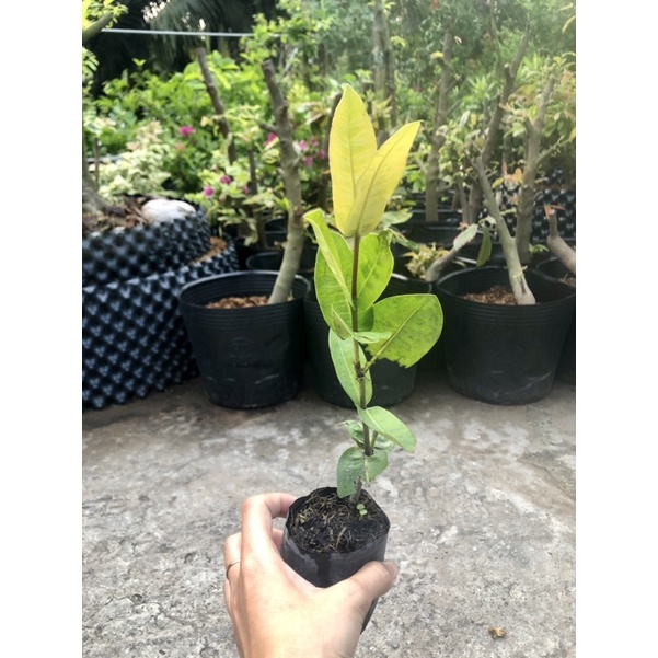 Cây Giống Bông Trang Cam Pháp Lá Trung - Hoa Mẫu Đơn (ảnh Thật) Boiboi.Organic, Cây Trong Bầu Đất, Rễ Mạnh
