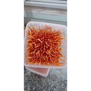 Đông trùng hạ thảo tươi/ Đông trùng hạ thảo sinh khối tươi