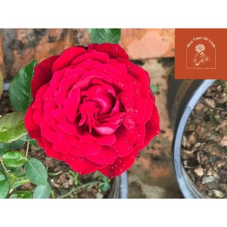 Mua Hoa hồng ngoại Janice Kellogg – Hoa hồng Pháp màu đỏ hoa to siêu đẹp-Hoatuoimelinh
