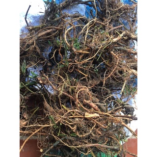 1kg rễ cây xấu hổ (trinh nữ đỏ)