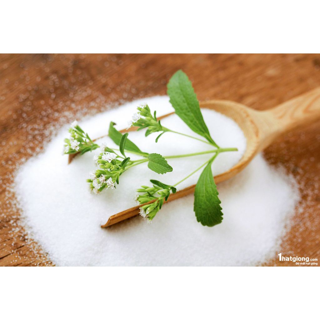 Hạt giống cỏ ngọt 5 Hạt