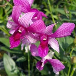 Hoa lan denro nắng cánh chuồn