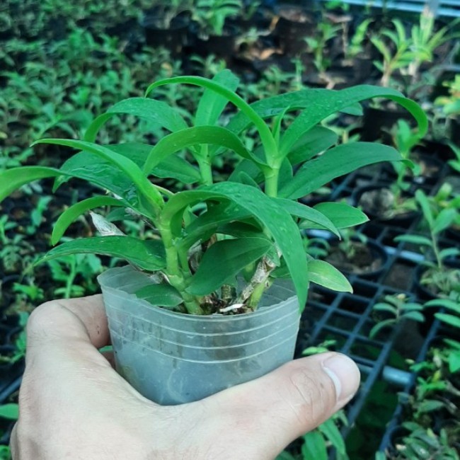 Cây lan giống Lan Phi điệp giao hàng như hình tặng kèm chậu, mua 10 cây tặng 1 cây