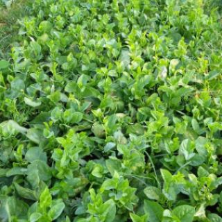 Hạt giống Mồng Tơi Xanh