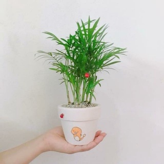 Cây Cau Tiểu Trâm - cây cảnh mini ( say you do)