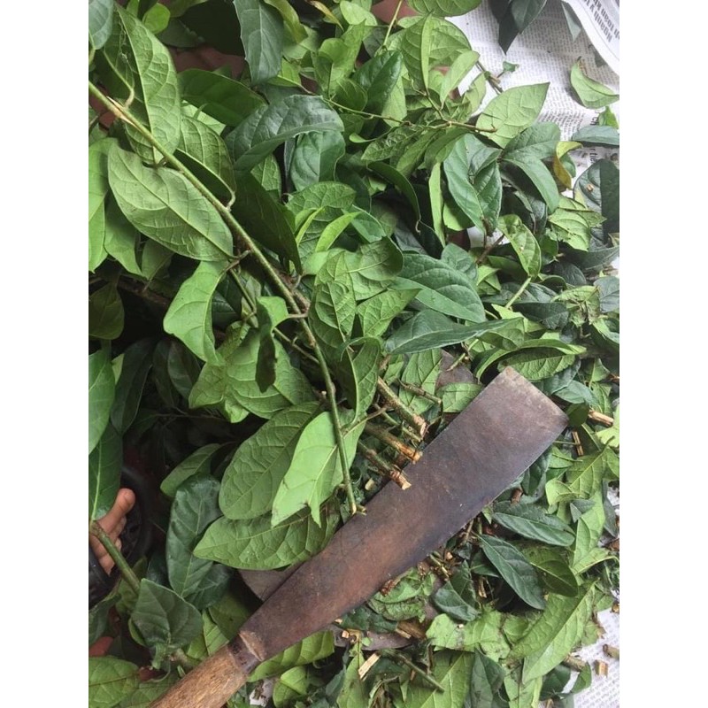 XẠ ĐEN 1ký có sẵn🌿🌿🌿🌿