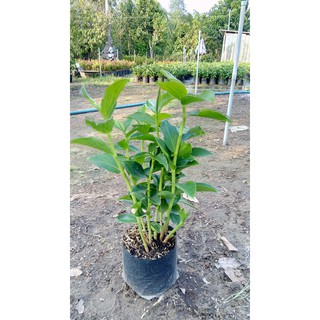 Cây Phúc lộc thọ