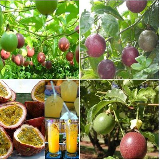 Hạt giống chanh dây tím ( chanh ta ) gói 20 hạt (TẶNG gói kích thích hạt nảy mầm)
